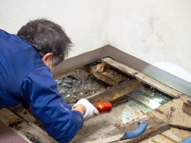 Best Residential Mold Removal  in Lake Stickney, WA