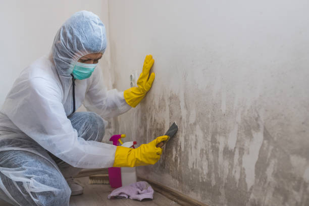 Best Best Mold Removal Companies  in Lake Stickney, WA