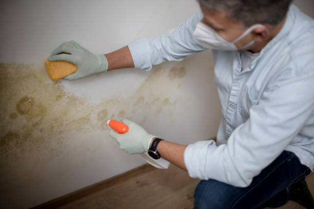 Mold Removal and Inspection in Lake Stickney, WA