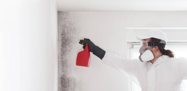 Best Attic Mold Removal  in Lake Stickney, WA