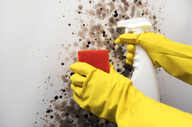 Best Fast Mold Removal  in Lake Stickney, WA