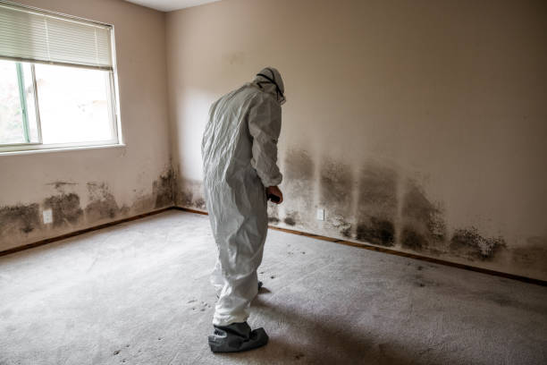 Best Office Mold Removal Services  in Lake Stickney, WA