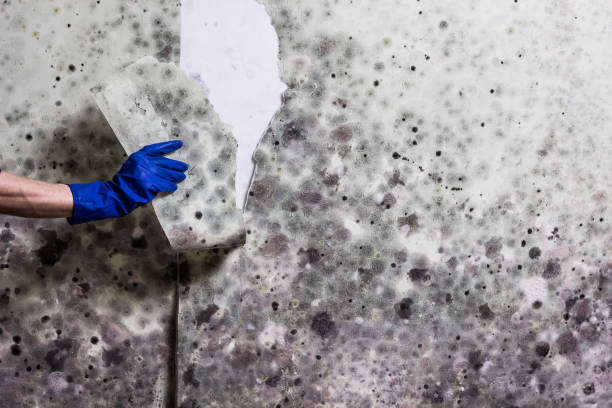 Best Affordable Mold Removal  in Lake Stickney, WA